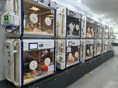 Smart Inkubator dla zwierząt