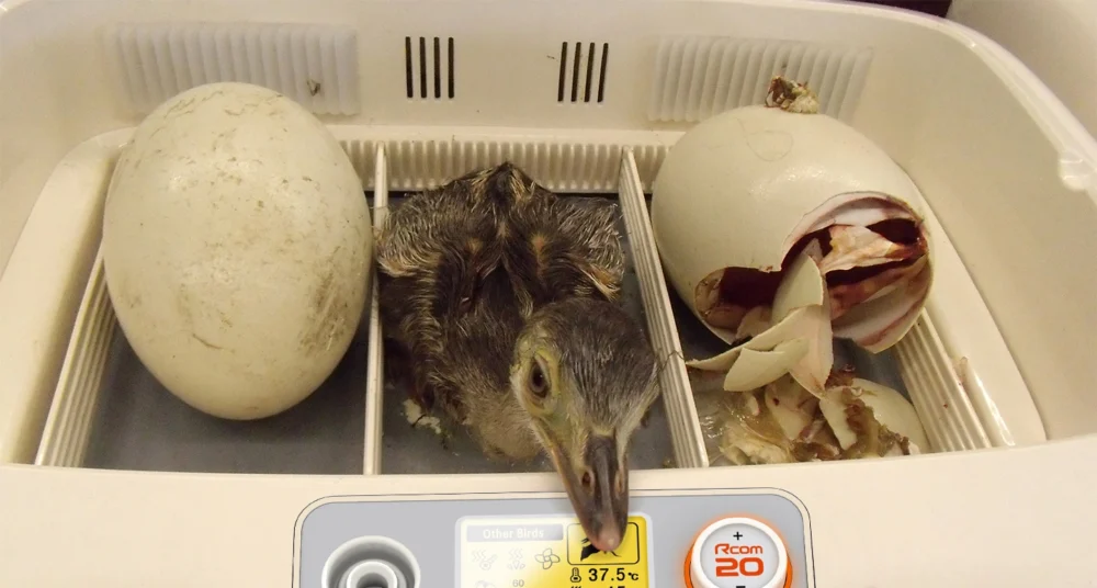 Inkubator Pro 20 Do - egzotyczne ptaki